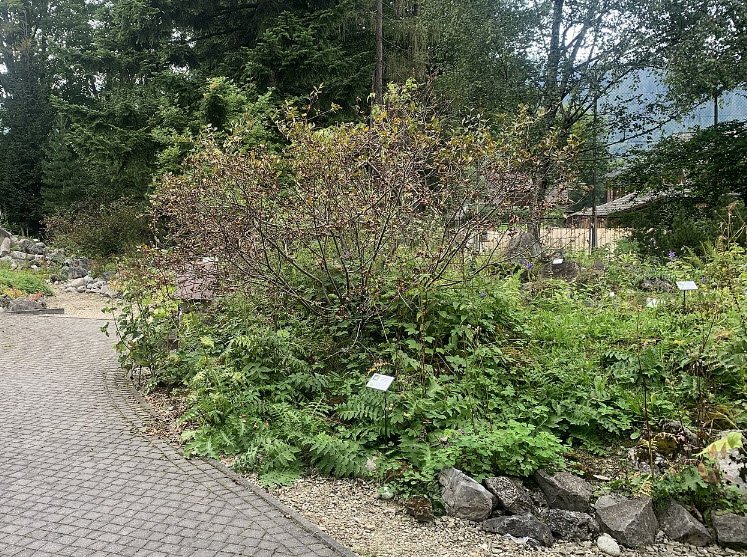 Górski Ogród Botaniczny W Zakopanem Im. Mariana Raciborskiego Polskiej Akademii Nauk, Poland